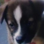 岩国市Ｈ様犬の虎太郎くん